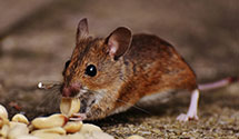 24 Hour & Emergency Exterminators in West Brunswick, PA